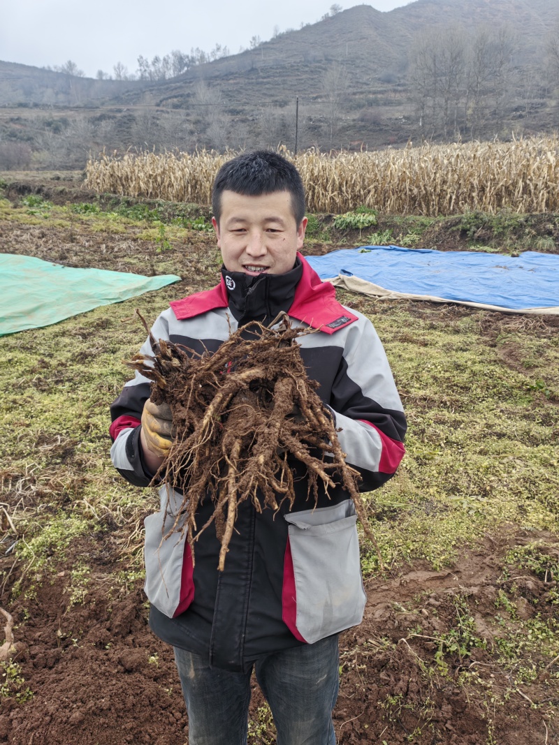 当归新鲜现货秒发原产地直供欢迎电话咨询