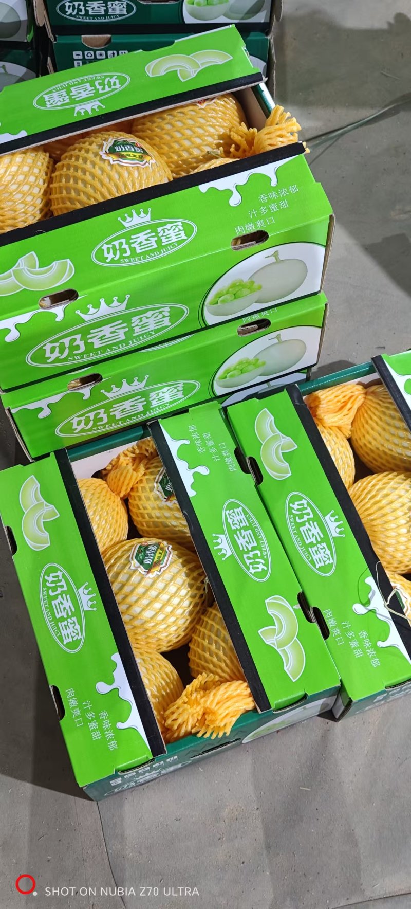 《玉菇甜瓜》海南甜瓜/产地货源/保质保量/实力代办代发