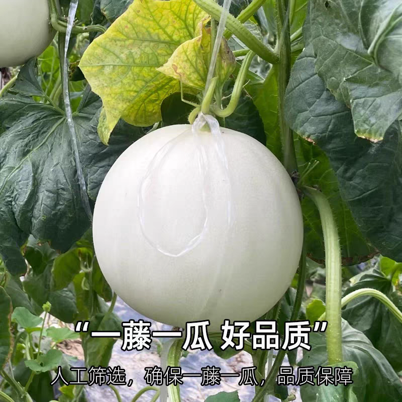 《玉菇甜瓜》海南甜瓜/产地货源/保质保量/实力代办代发