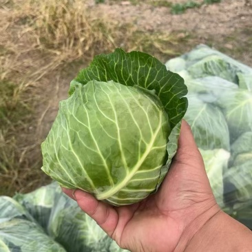 优质甘蓝🥬