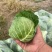 优质甘蓝🥬
