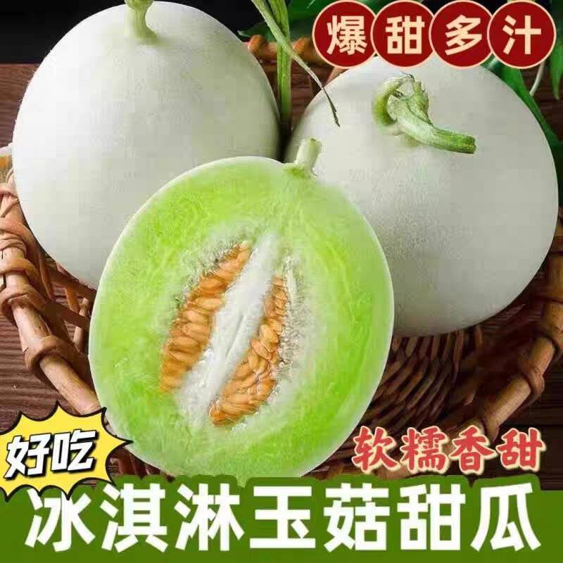 《精品甜瓜》玉菇甜瓜/奶香蜜甜瓜/产地货源/实力代办代发
