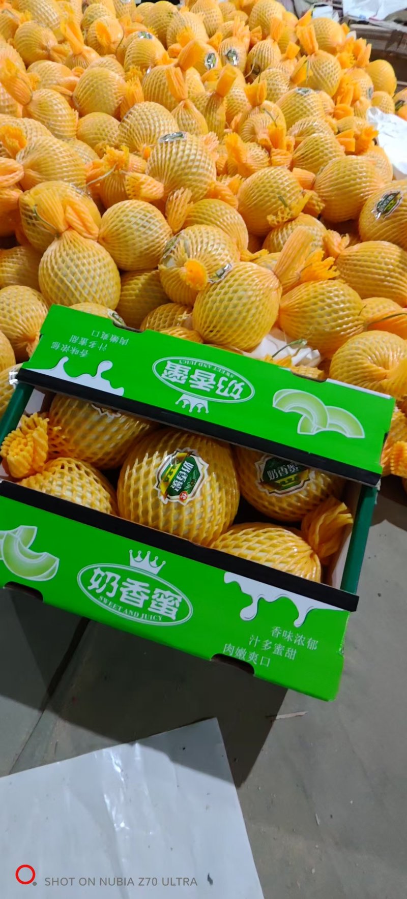 《精品甜瓜》玉菇甜瓜/奶香蜜甜瓜/产地货源/实力代办代发