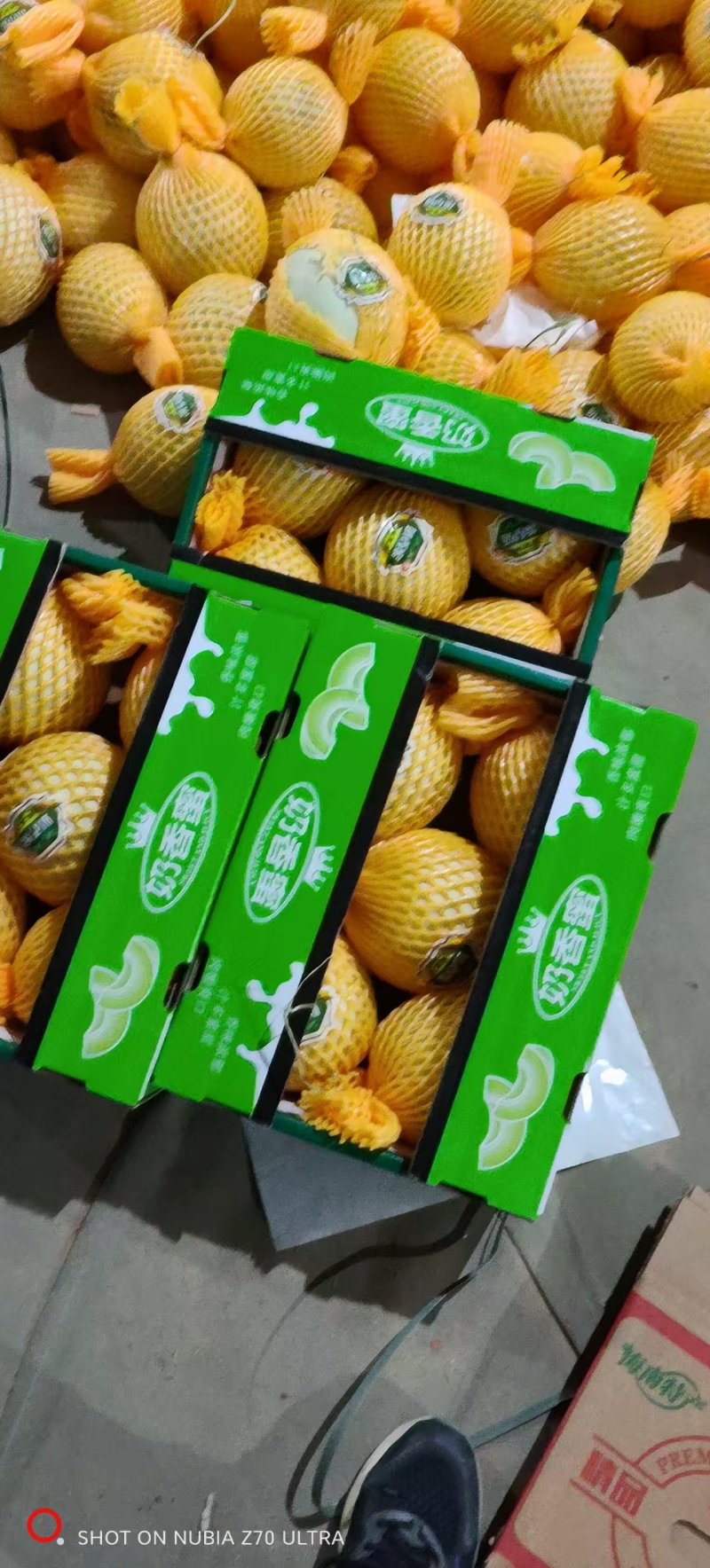 《精品甜瓜》玉菇甜瓜/奶香蜜甜瓜/产地货源/实力代办代发