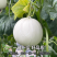 《精品甜瓜》玉菇甜瓜/奶香蜜甜瓜/产地货源/实力代办代发