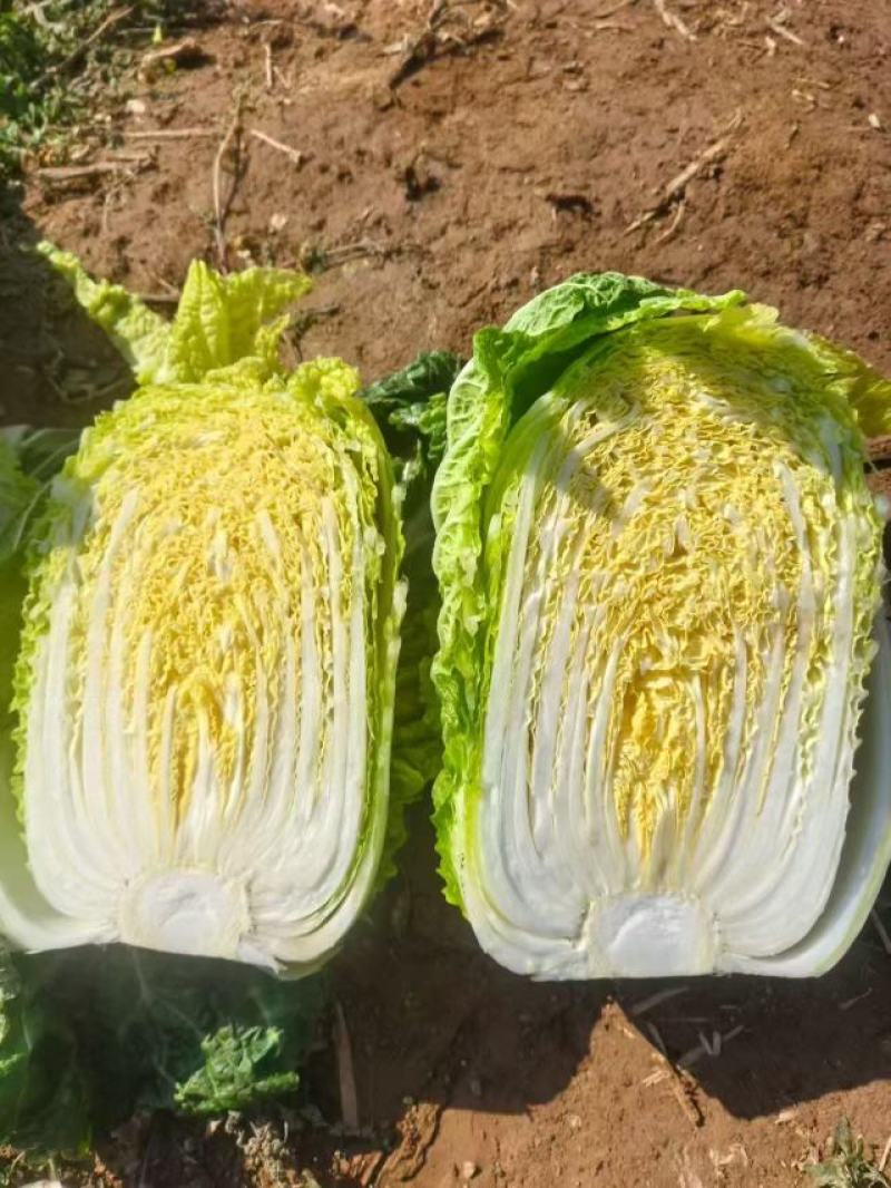黄心大白菜，产地直发，品质保证，货源充足稳定，欢迎来电