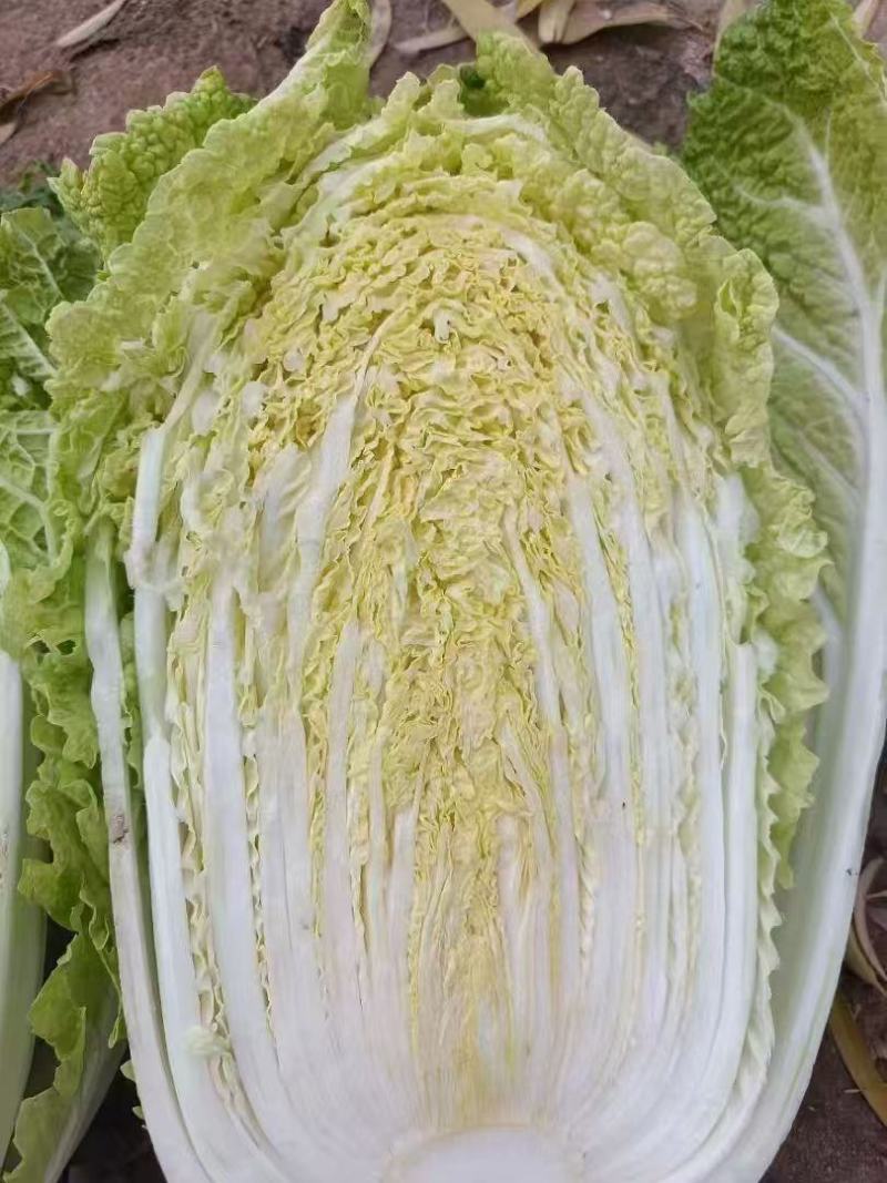 黄心大白菜，产地直发，品质保证，货源充足稳定，欢迎来电