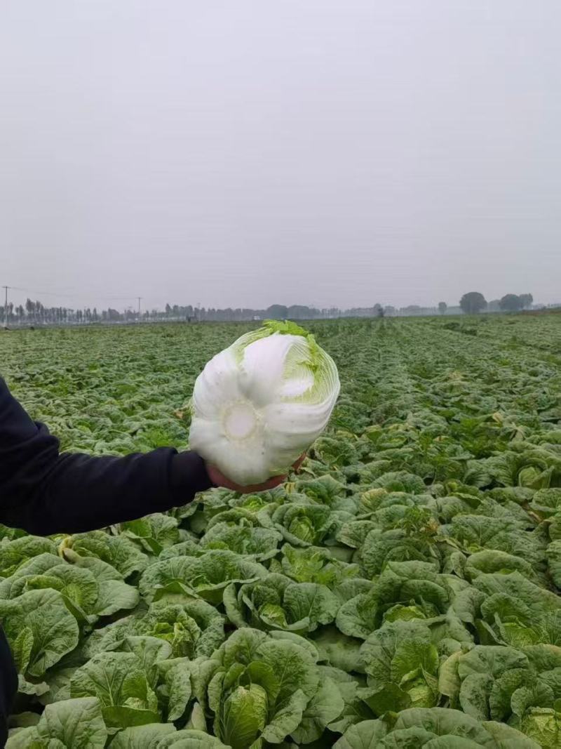 黄心大白菜，产地直发，品质保证，货源充足稳定，欢迎来电