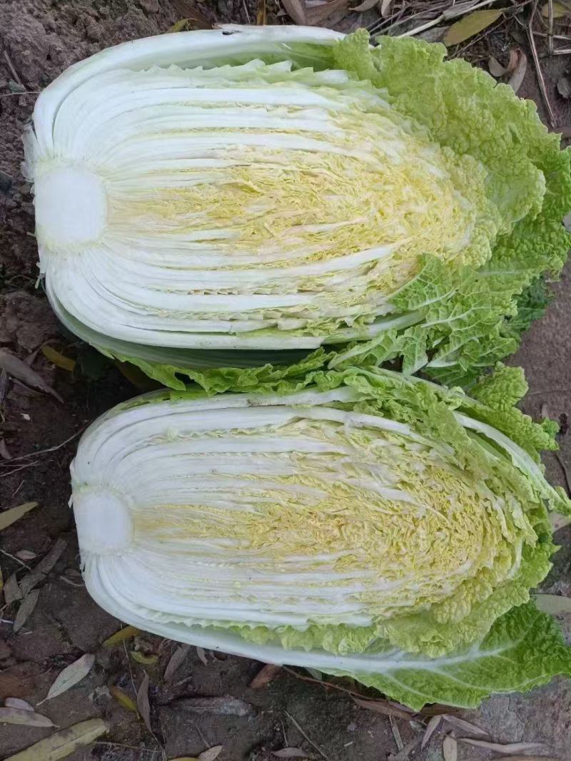 黄心大白菜，产地直发，品质保证，货源充足稳定，欢迎来电