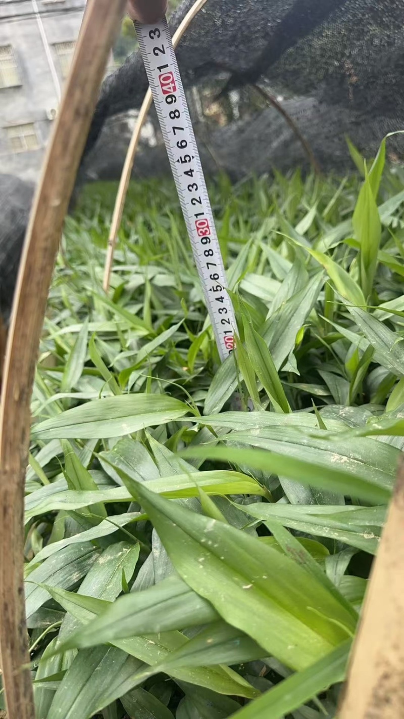 益智苗