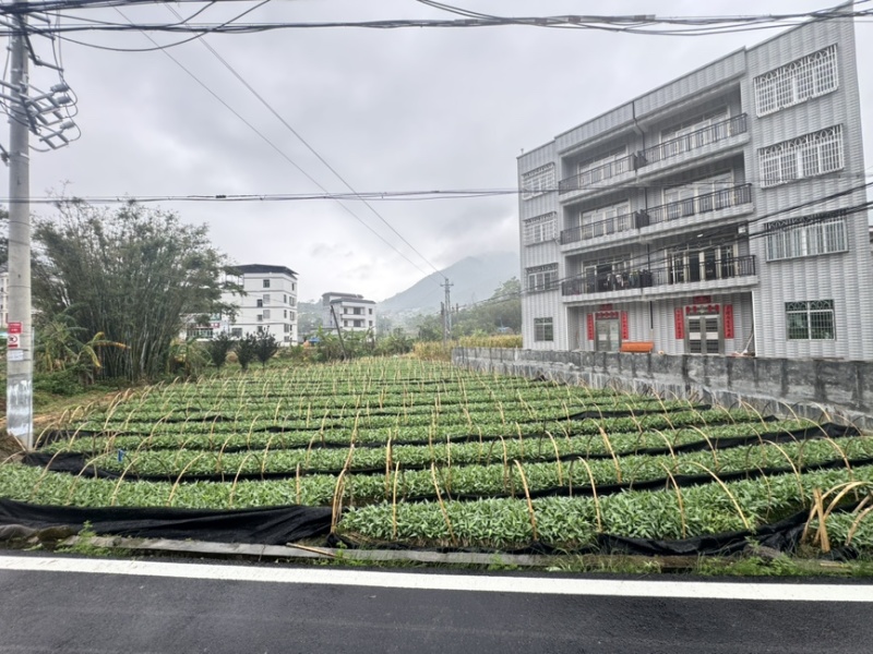 益智苗