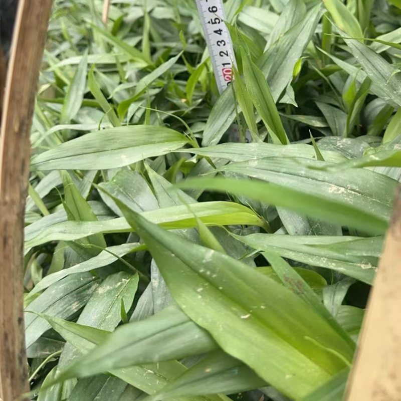益智苗