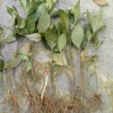 野生草珊瑚苗（存活率高）芽头多，长势猛。