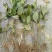 野生草珊瑚苗（存活率高）芽头多，长势猛。