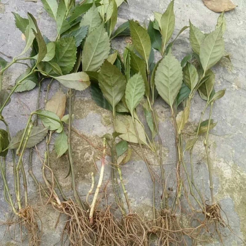 野生草珊瑚苗（存活率高）芽头多，长势猛。