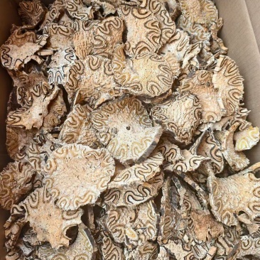龙骨风长期稳定供应保质保量量大从优欢迎咨询