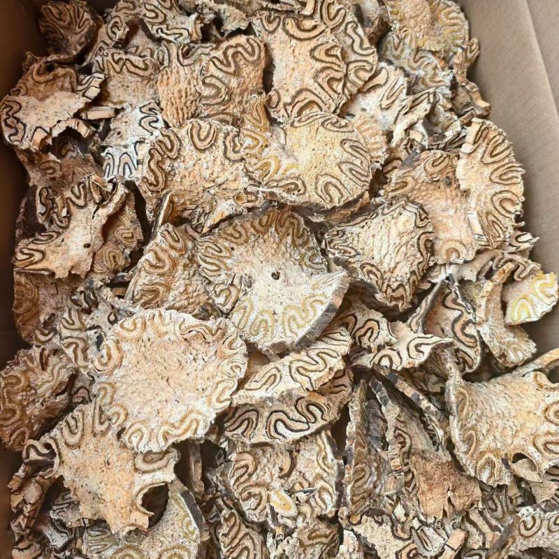 龙骨风长期稳定供应保质保量量大从优欢迎咨询