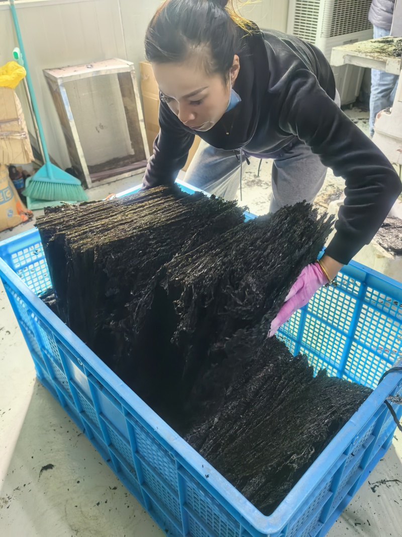 2025年大饼紫菜大方形片霞浦头水紫菜幼嫩赶集摆摊跑江湖