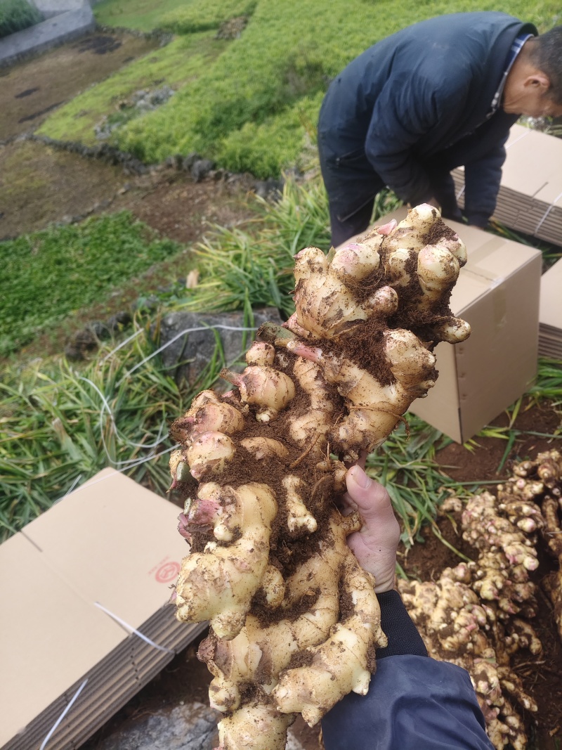 广西精品大肉姜，高山种植，好姜好品质，全国发货