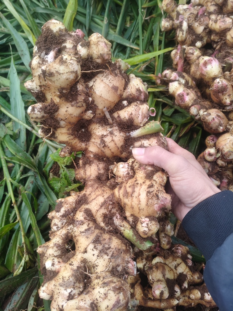 广西精品大肉姜，高山种植，好姜好品质，全国发货