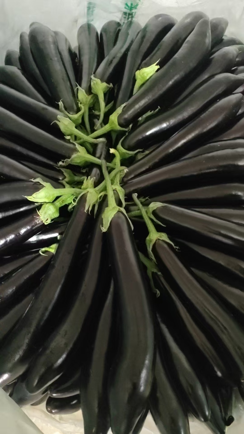 紫茄产地直供一手货源