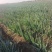 100亩铁干大葱基地直发一手货源视频看货
