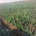 100亩铁干大葱基地直发一手货源视频看货