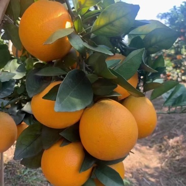 脐橙