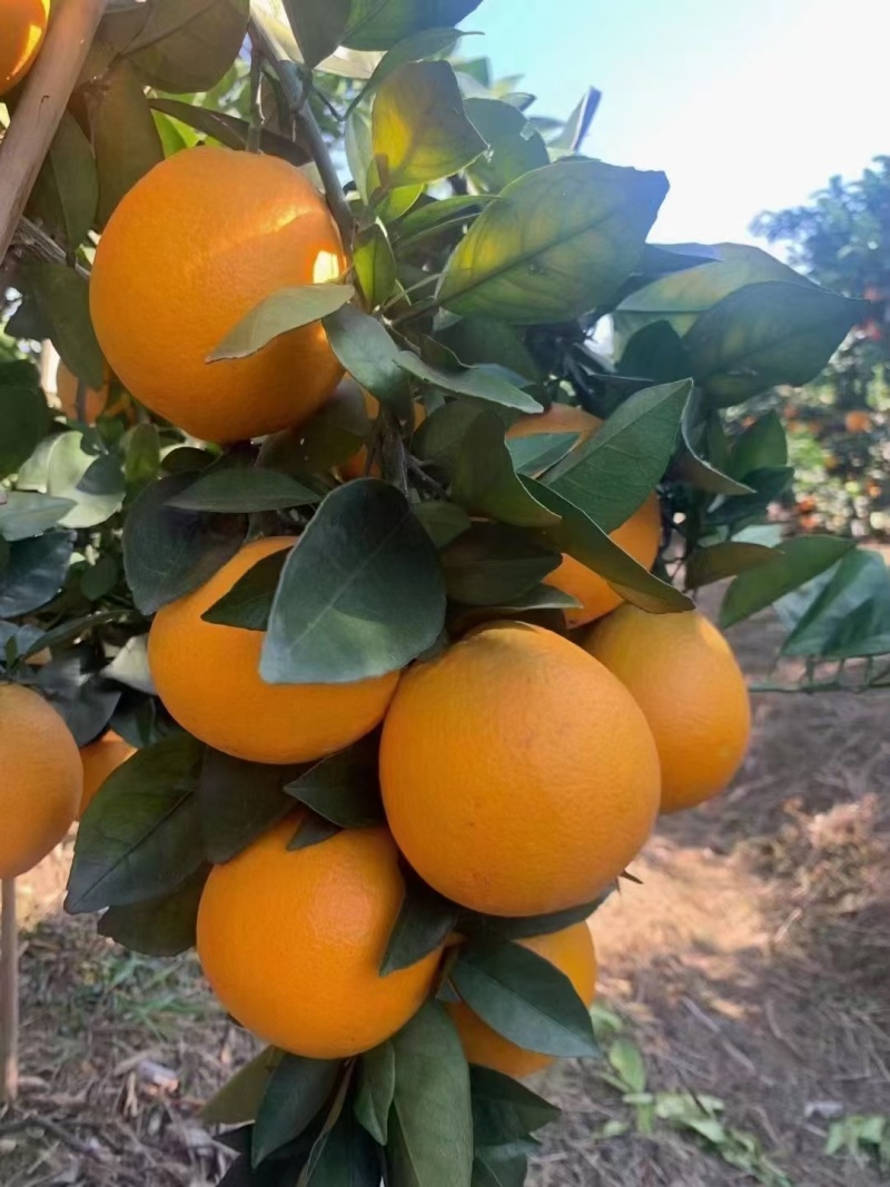 脐橙