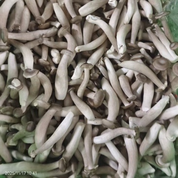 新鲜鹿茸菇大量有货价格实惠视频看货欢迎咨询