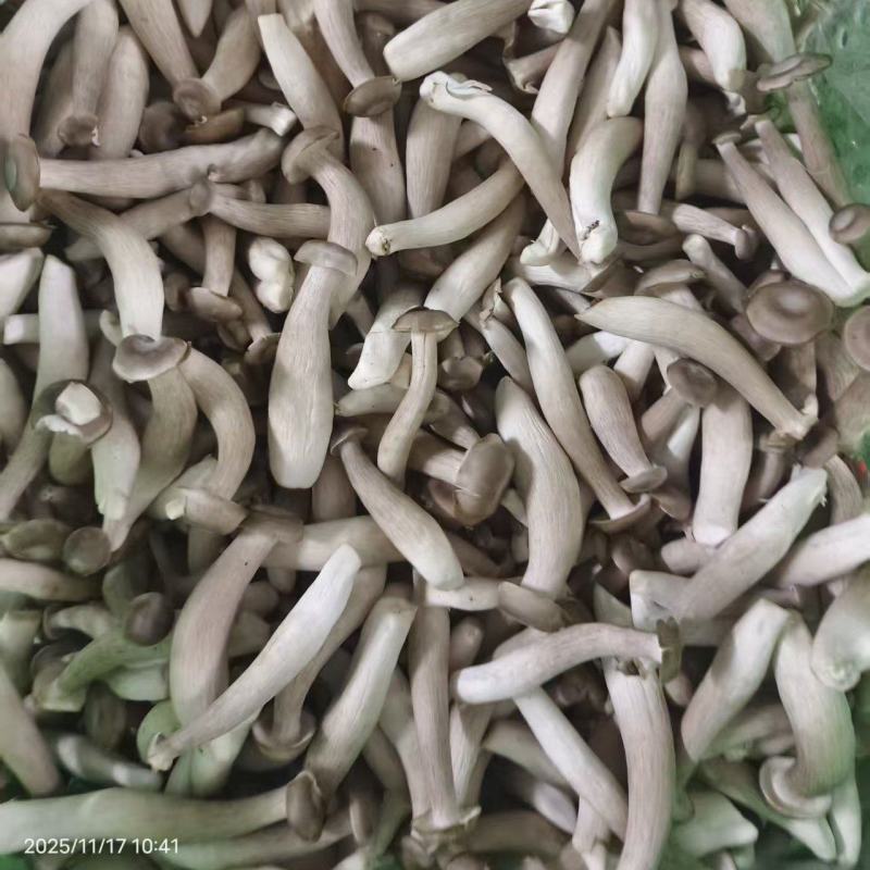 新鲜鹿茸菇大量有货价格实惠视频看货欢迎咨询