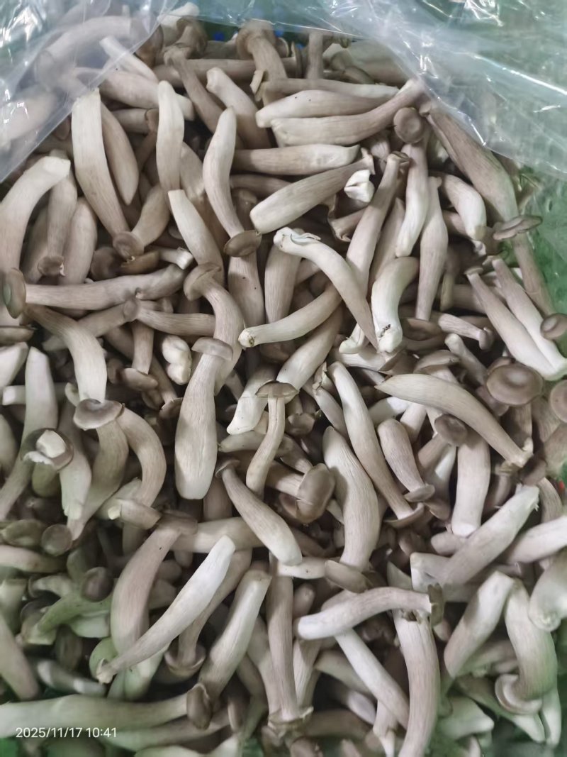 新鲜鹿茸菇大量有货价格实惠视频看货欢迎咨询