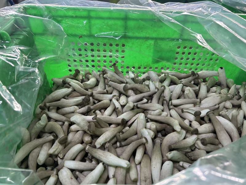 新鲜鹿茸菇大量有货价格实惠视频看货欢迎咨询
