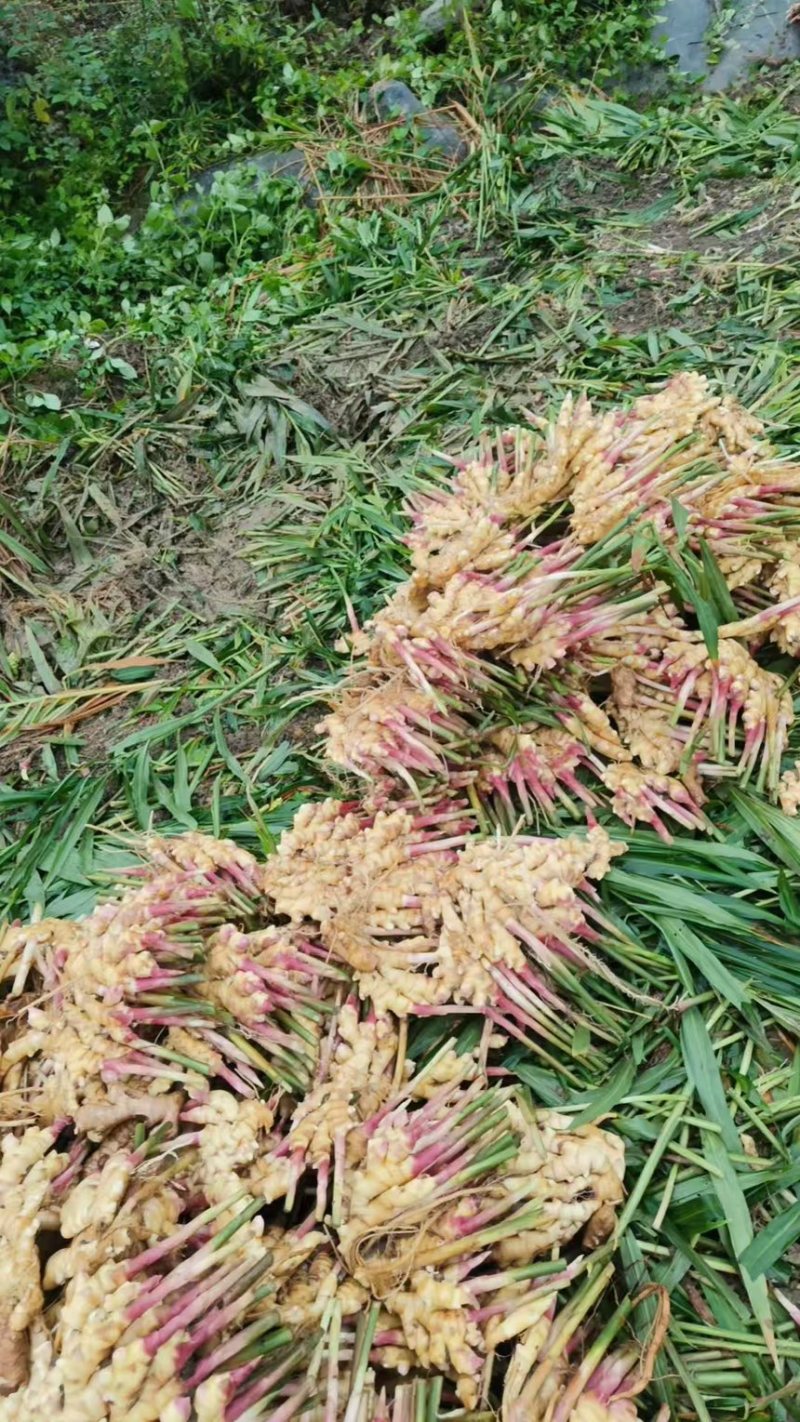 广东生姜产地直发货量充足可全国发货欢迎老板来电咨询