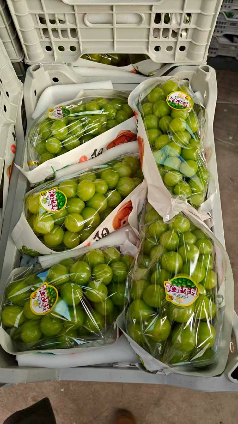 阳光玫瑰