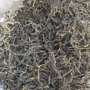 芝麻叶大量上市