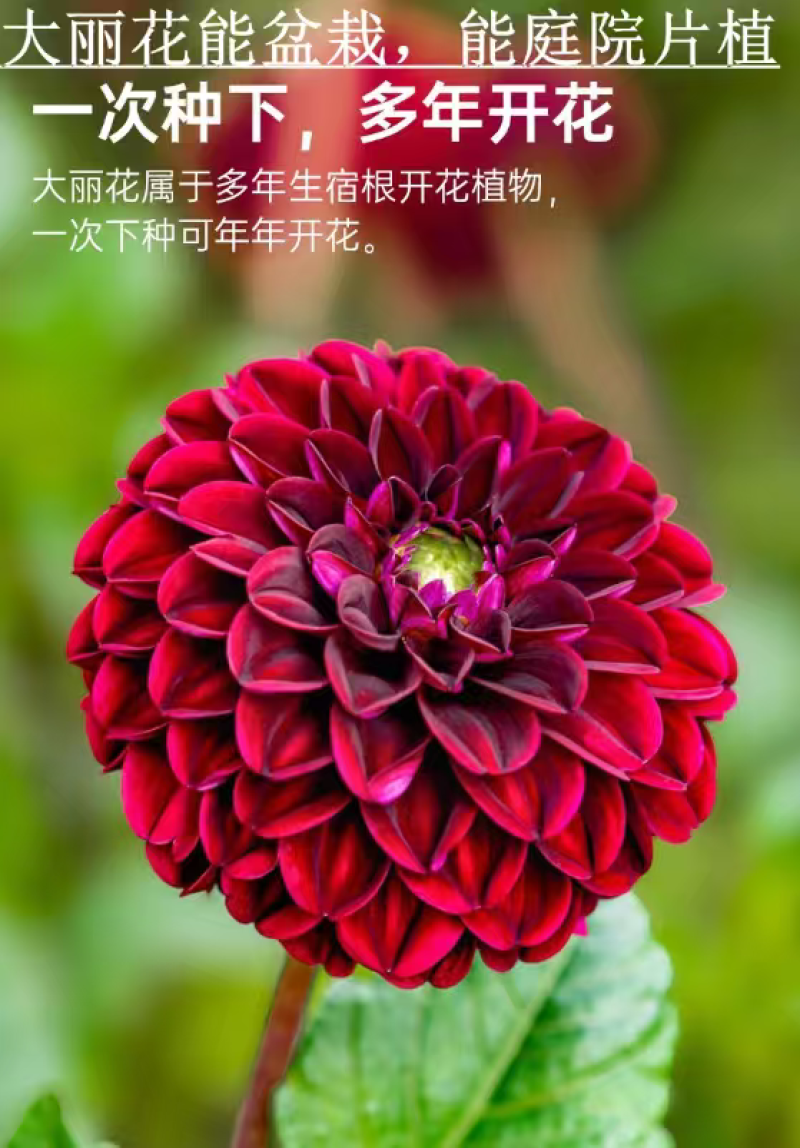 大丽花种球根大丽菊地瓜花根块室内外庭院地栽多年生花卉植物
