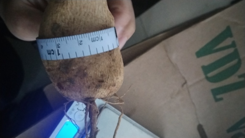 大丽花种球根大丽菊地瓜花根块室内外庭院地栽多年生花卉植物