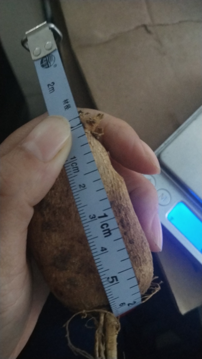 大丽花种球根大丽菊地瓜花根块室内外庭院地栽多年生花卉植物