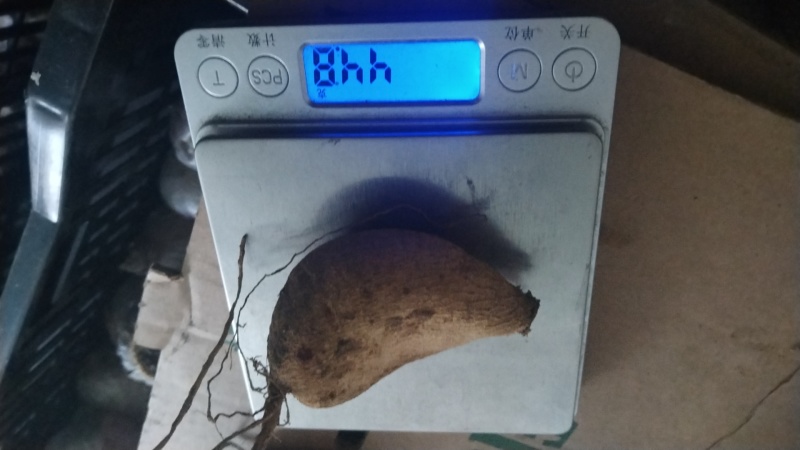 大丽花种球根大丽菊地瓜花根块室内外庭院地栽多年生花卉植物