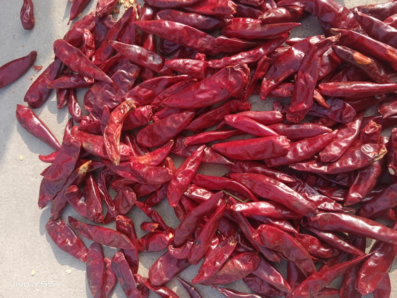 精品，三樱椒