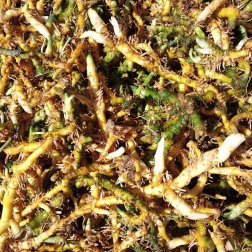 贵州深山野生鲜玉竹