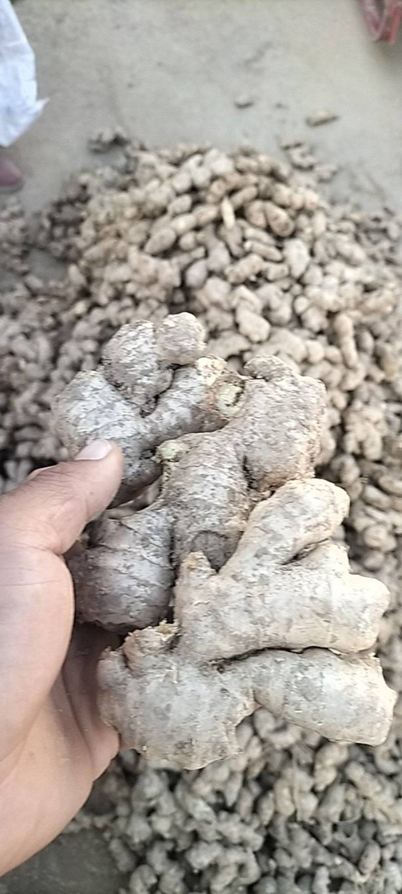 小黄姜