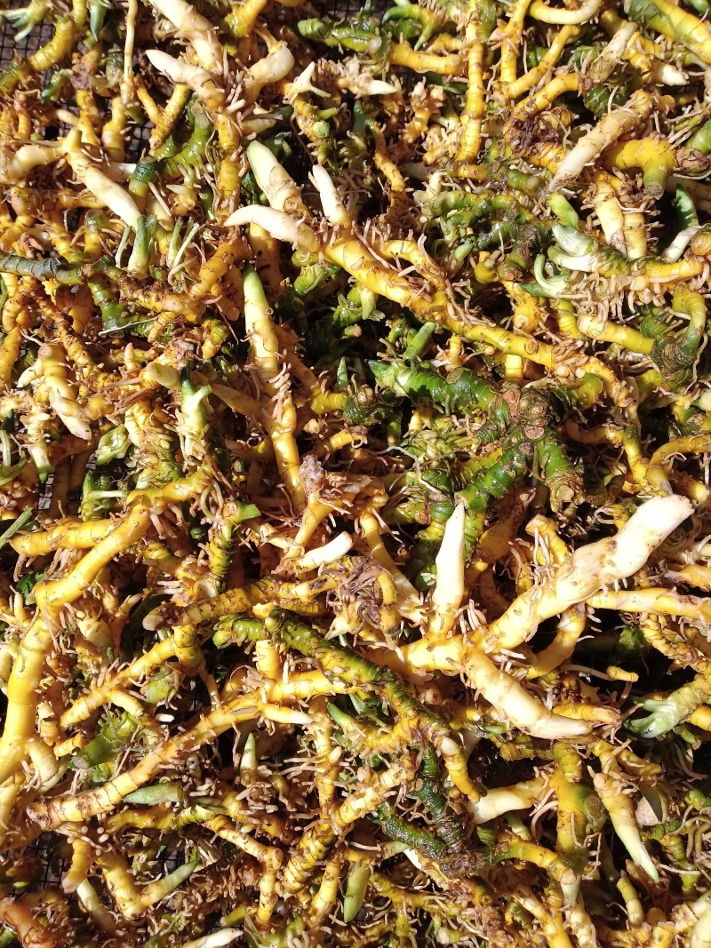贵州深山野生鲜玉竹