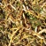 贵州深山野生鲜玉竹