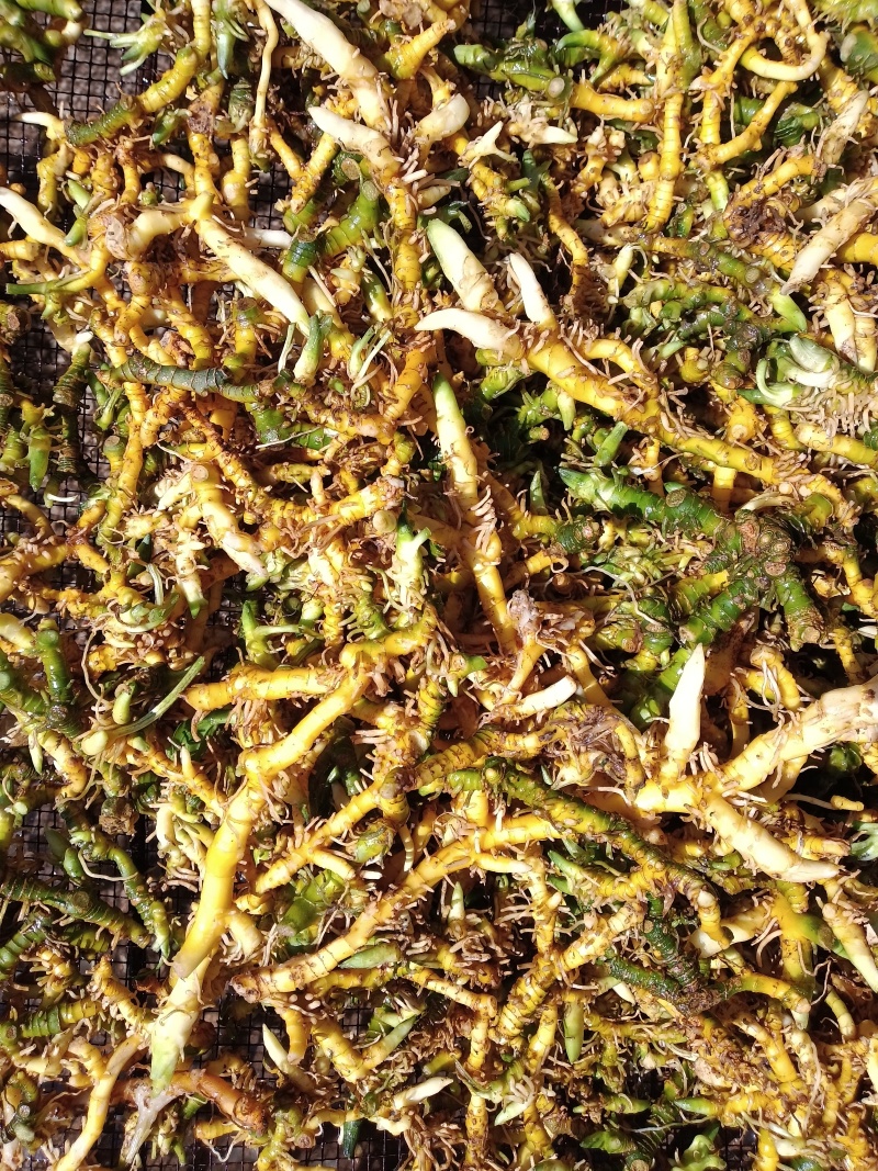 贵州深山野生鲜玉竹
