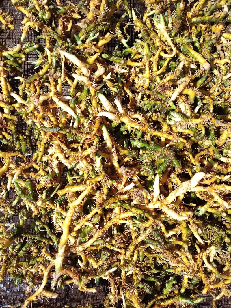 贵州深山野生鲜玉竹