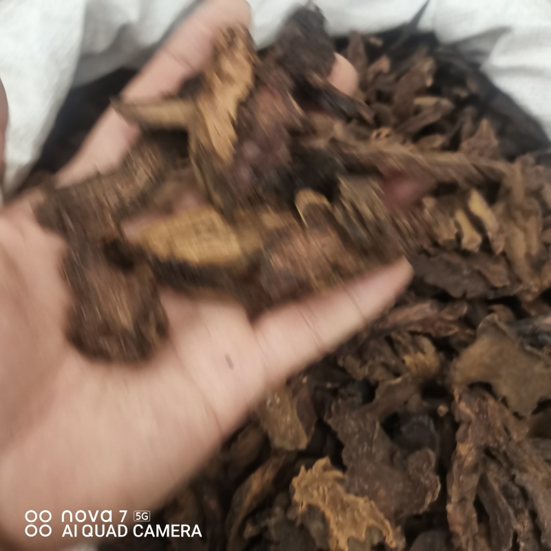 【金锁阳】阿拉善金铁锁整个正品锁阳泡茶泡酒料