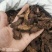 【金锁阳】阿拉善金铁锁整个正品锁阳泡茶泡酒料