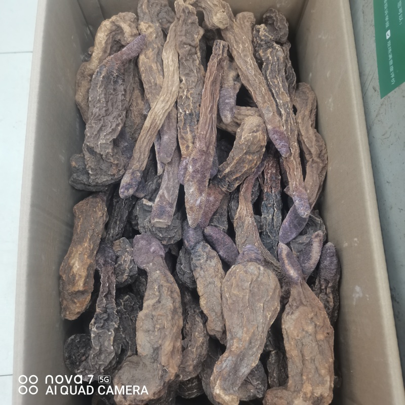 【金锁阳】阿拉善金铁锁整个正品锁阳泡茶泡酒料